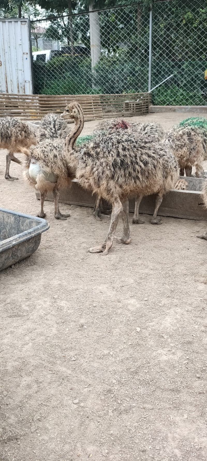 三个月非洲鸵鸟。好喂养。涨势快。价格低，