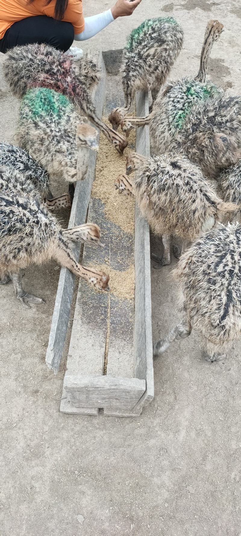 三个月非洲鸵鸟。好喂养。涨势快。价格低，