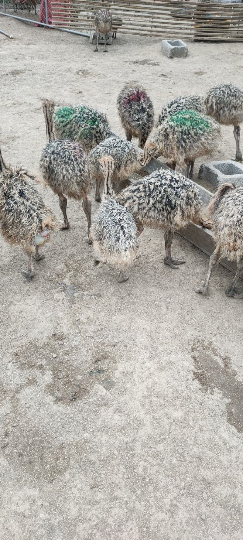三个月非洲鸵鸟。好喂养。涨势快。价格低，