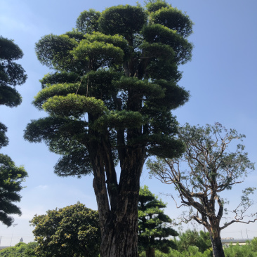 日本罗汉松