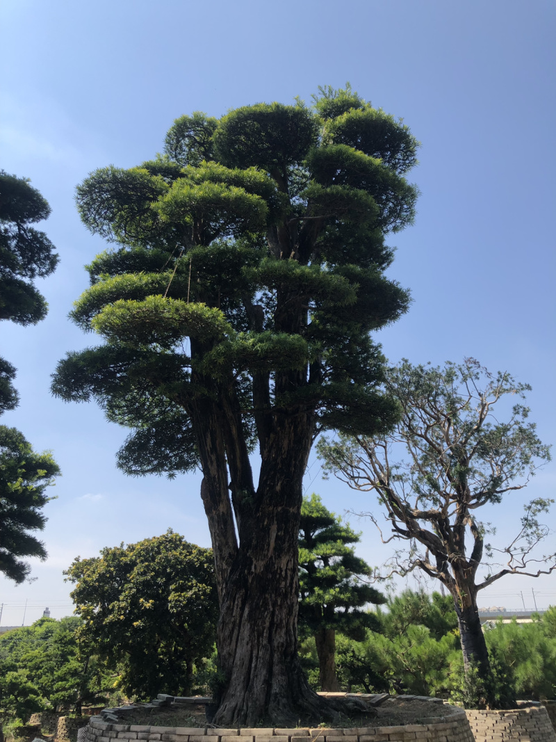 日本罗汉松