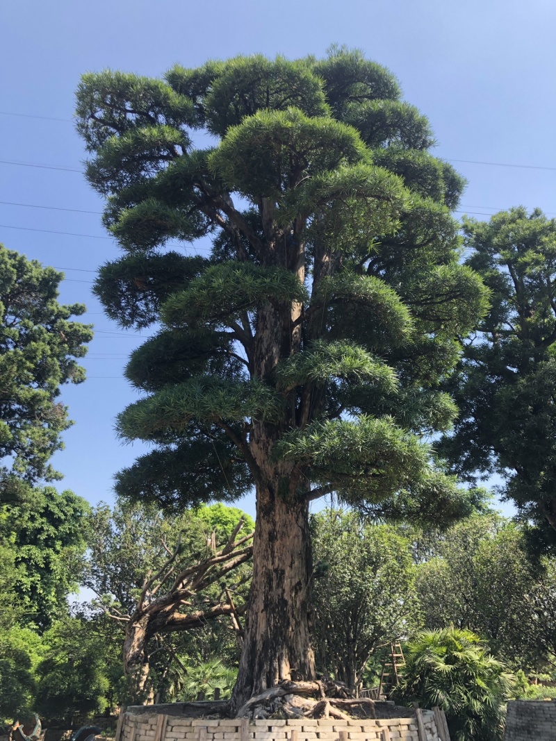 日本罗汉松