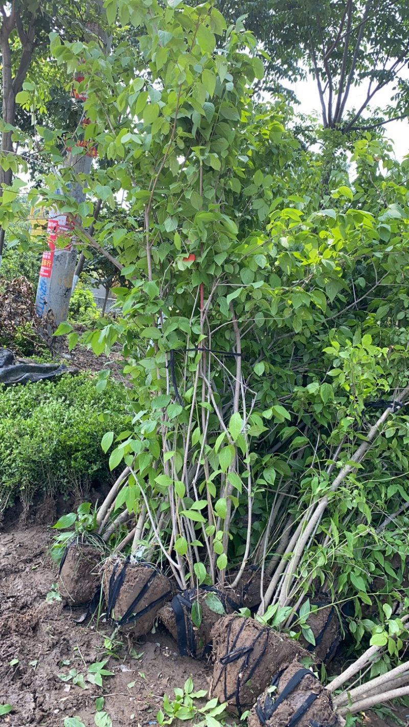 独杆腊梅丛生腊梅基地直销价格优惠代发全国