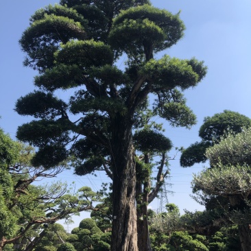 日本罗汉松