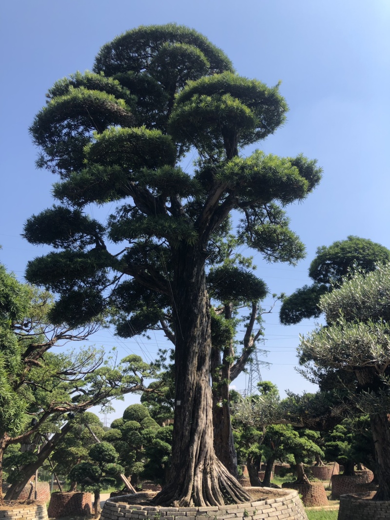 日本罗汉松
