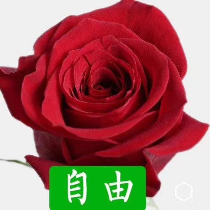 杂色大花月季苗，长年基地直销，以质量为本