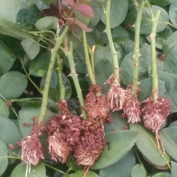 杂色大花月季苗，长年基地直销，以质量为本