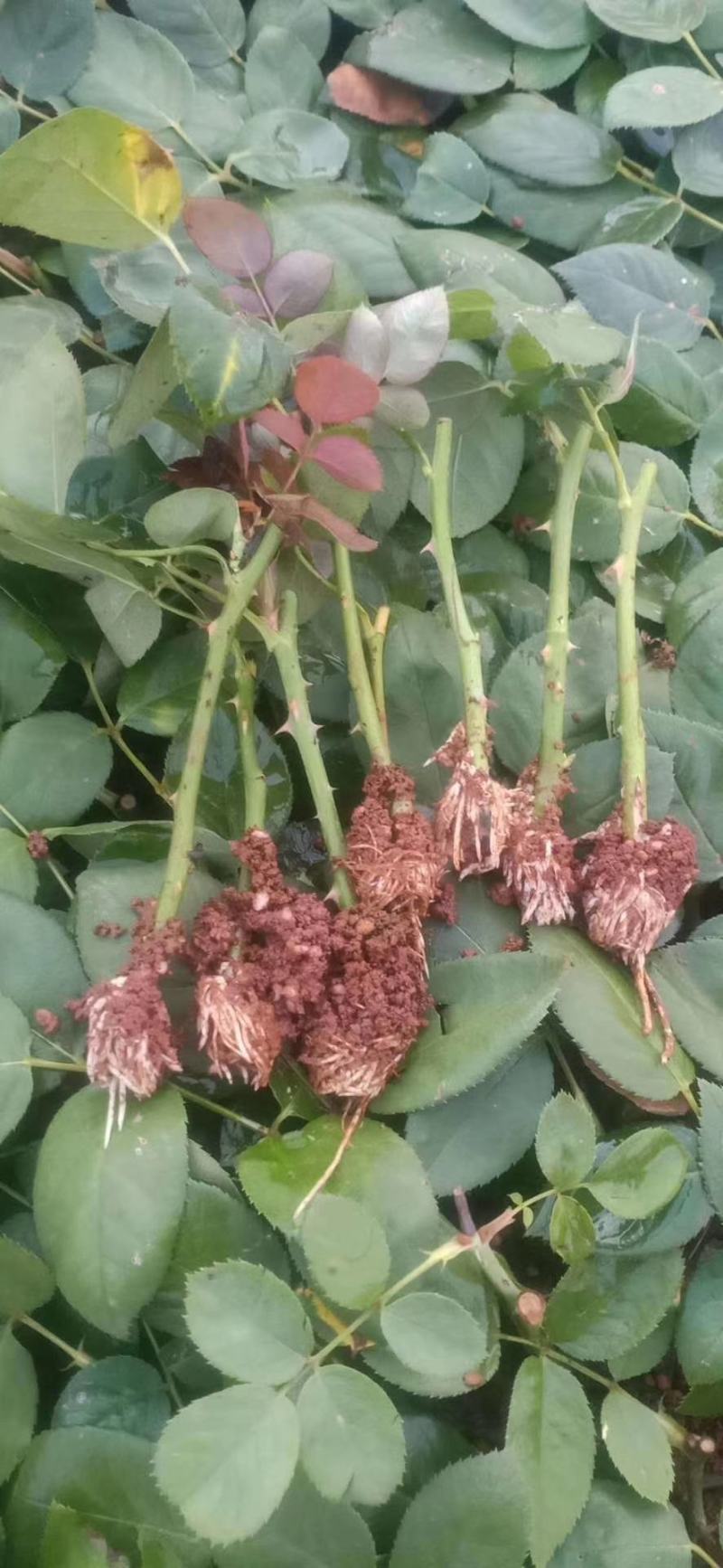 杂色大花月季苗，长年基地直销，以质量为本