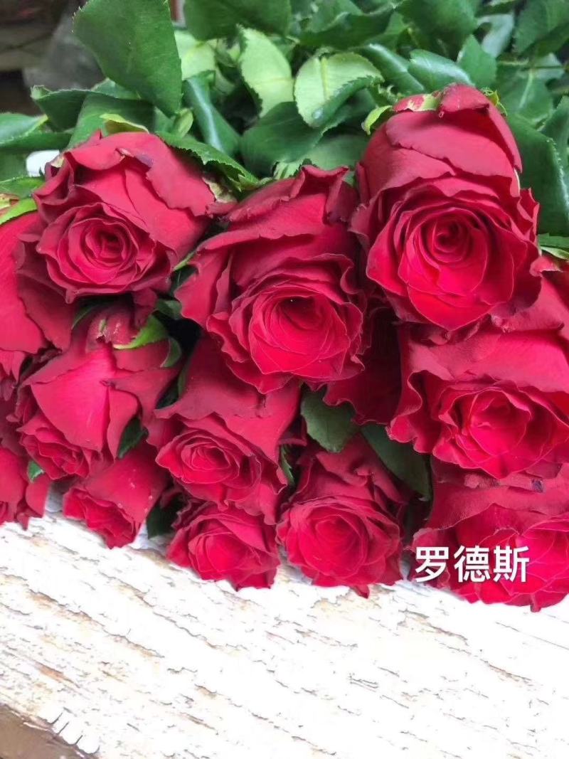 杂色大花月季苗，长年基地直销，以质量为本