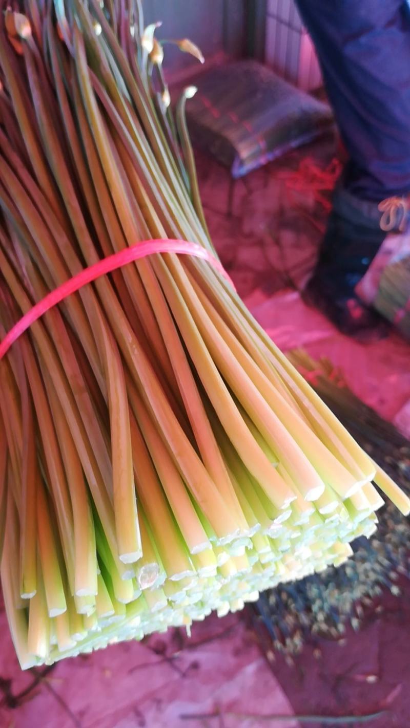 万亩韭菜基地精品韭苔货源稳定诚寻合作质量保证