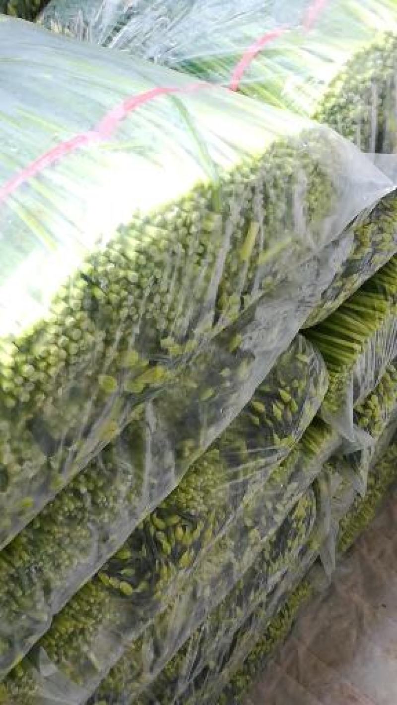 万亩韭菜基地精品韭苔货源稳定诚寻合作质量保证