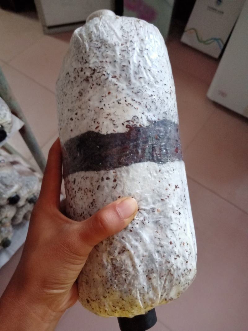 黑平菇原种生产种，抗3，德丰5号，灰美2号，黑平1号