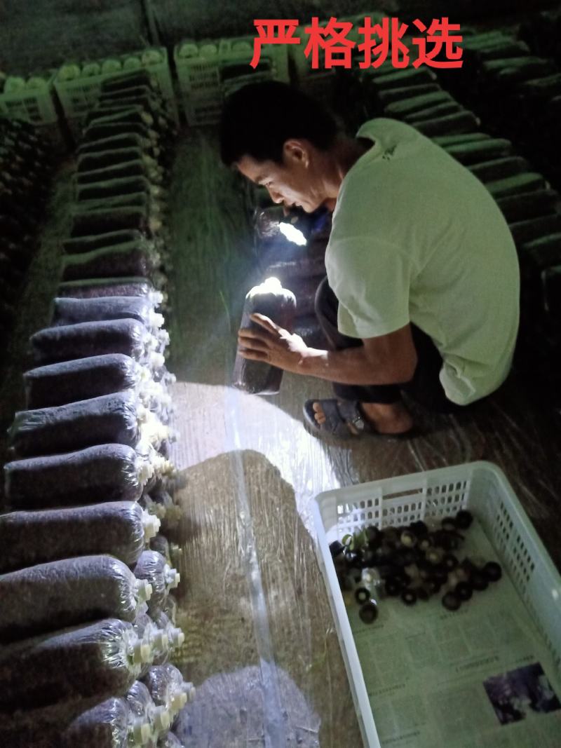 黑平菇原种生产种，抗3，德丰5号，灰美2号，黑平1号