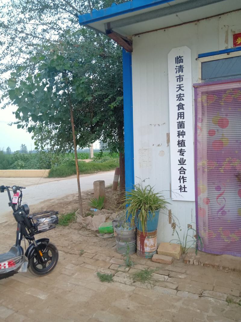 黑平菇原种生产种，抗3，德丰5号，灰美2号，黑平1号