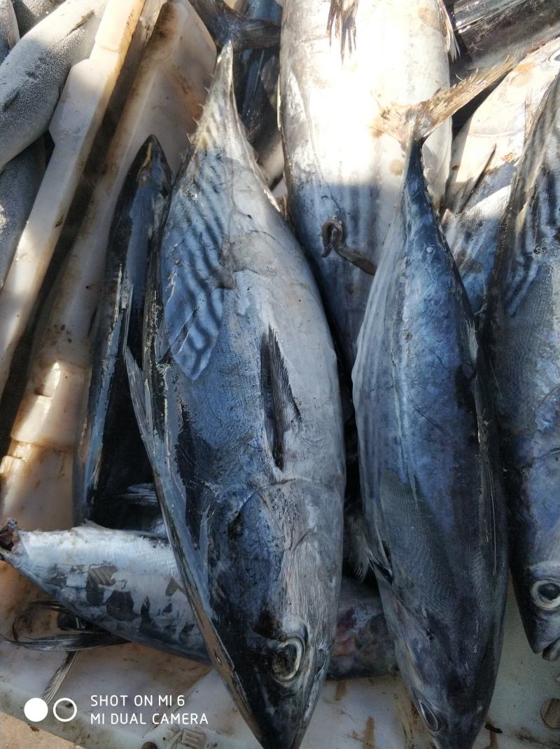 船冻鲣鱼，炸弹鱼，规格齐宠物罐头原料