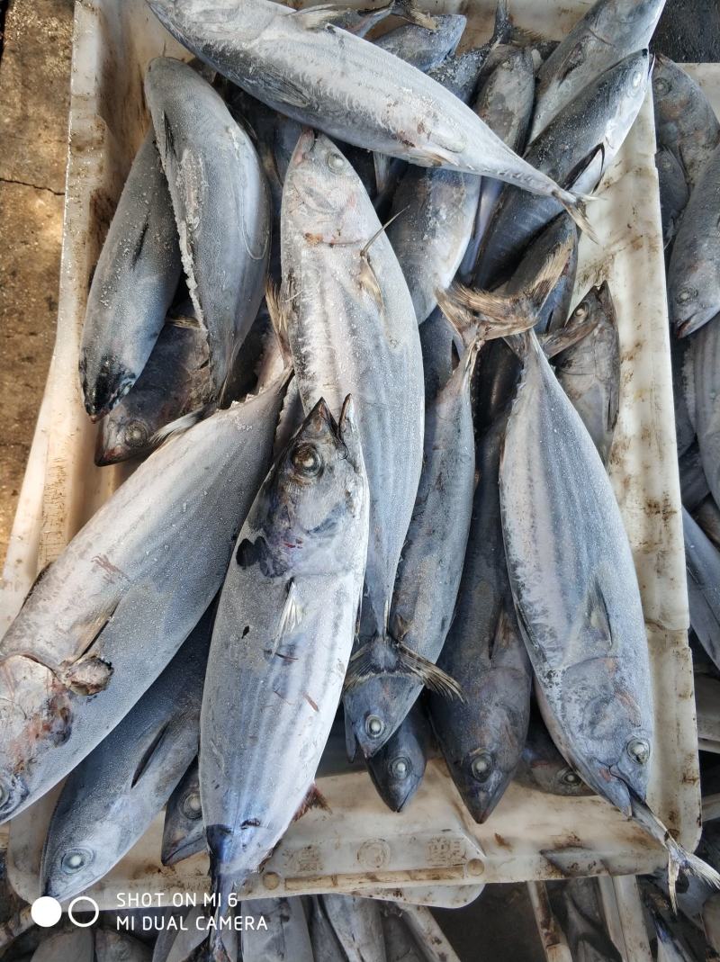船冻鲣鱼，炸弹鱼，规格齐宠物罐头原料