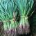 精品红根蒜苗种子太空大蒜种子大青颗蒜种苔蒜，高纯度高质量