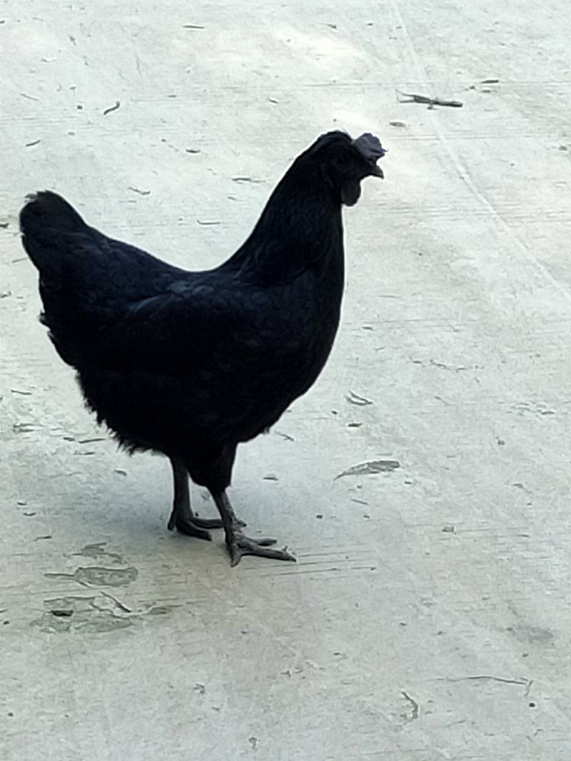 绿壳蛋鸡苗35~45克出壳苗通货品种纯正代为育雏