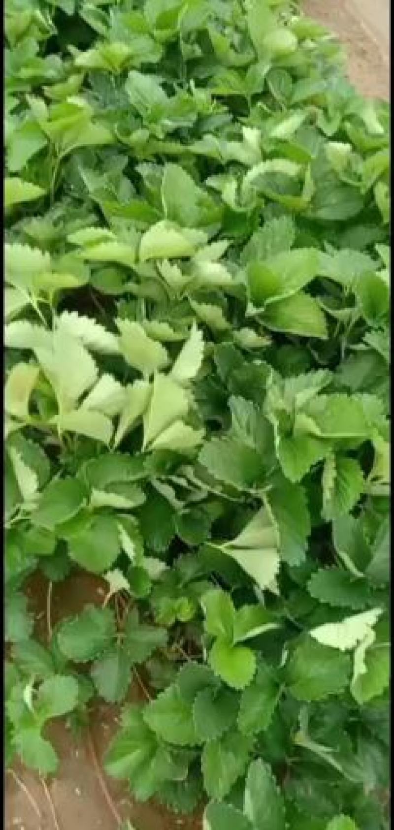 隋珠草莓量大优惠，欢迎订购