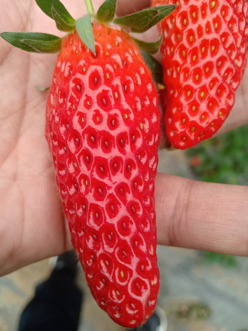 隋珠草莓量大优惠，欢迎订购