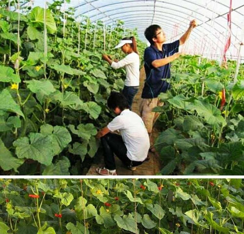 长嘴特厚款黄瓜西瓜甜瓜辣椒侧枝吊秧夹吊蔓夹绑秧夹