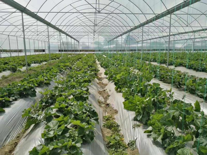 长嘴特厚款黄瓜西瓜甜瓜辣椒侧枝吊秧夹吊蔓夹绑秧夹