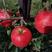 鲁丽苹果苗王林，维纳斯黄金，水蜜桃，蜜入红肉新品种苹果苗