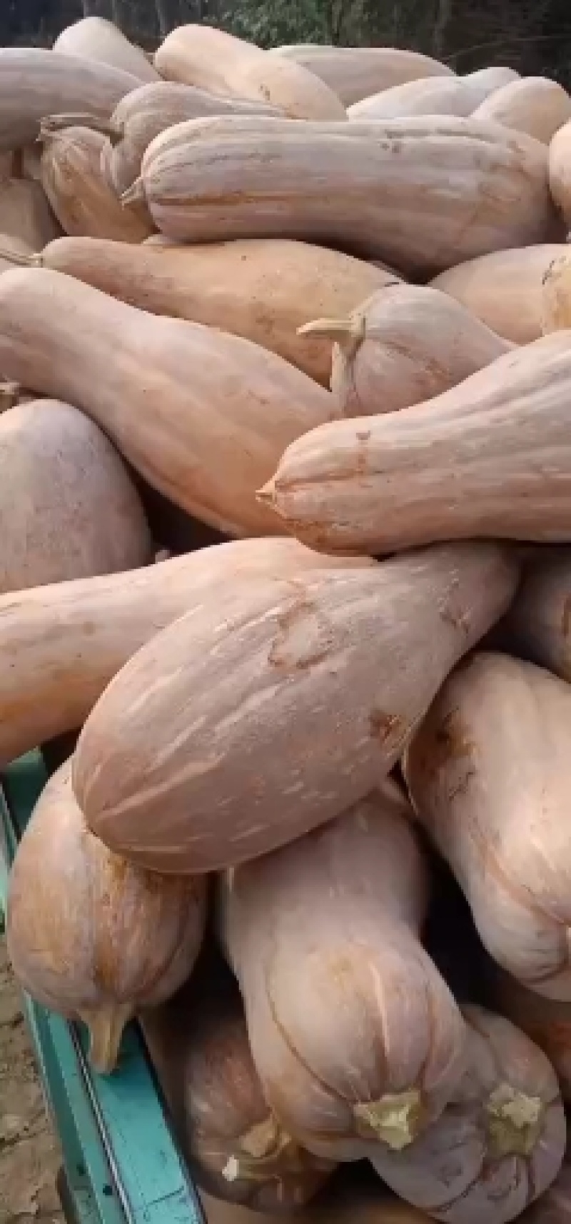 老南瓜，自然长黄的，面甜，质优价廉，欢迎新老朋友联系