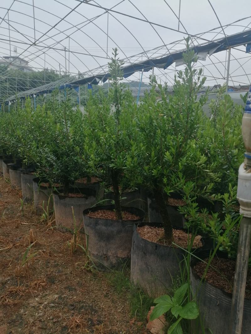 小叶雀舌黄杨造型盆景的好材料