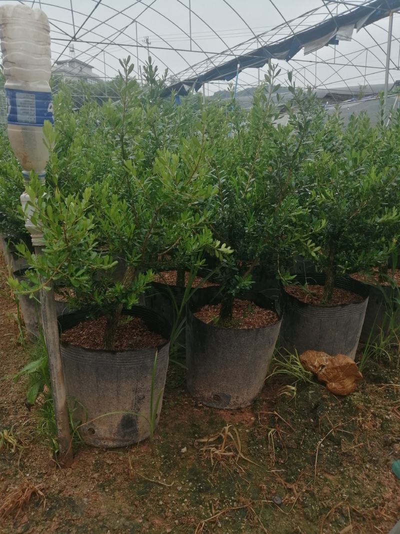 小叶雀舌黄杨造型盆景的好材料
