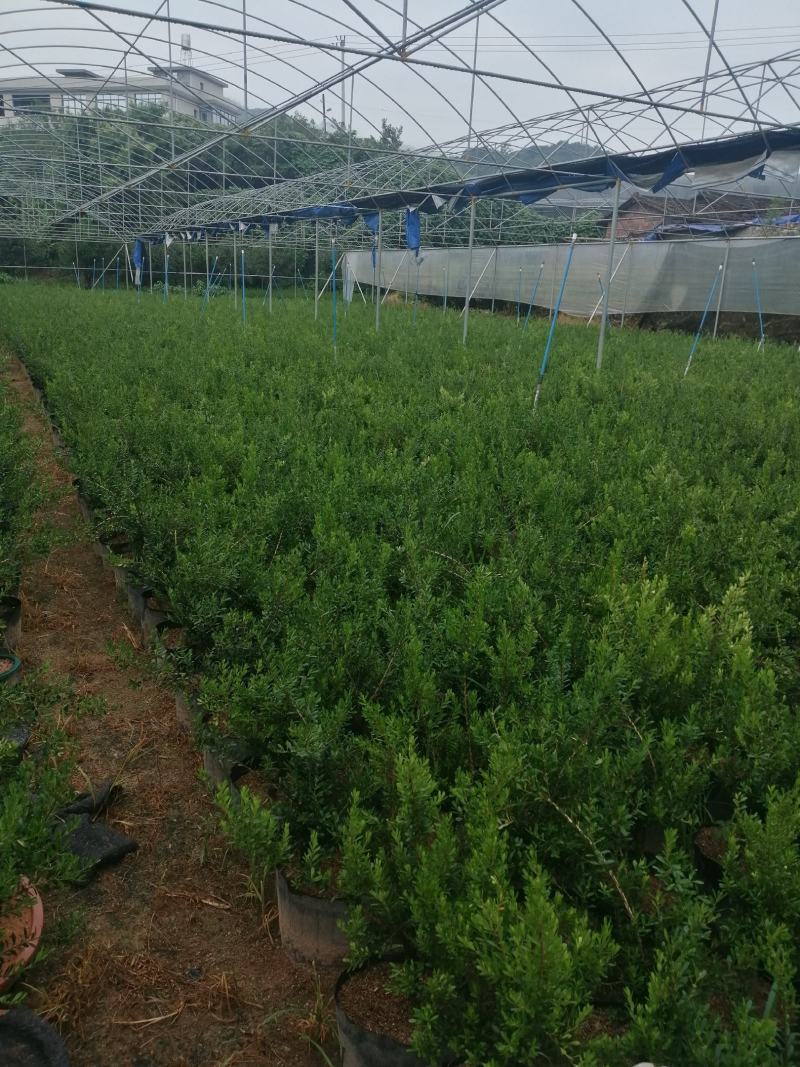 小叶雀舌黄杨造型盆景的好材料