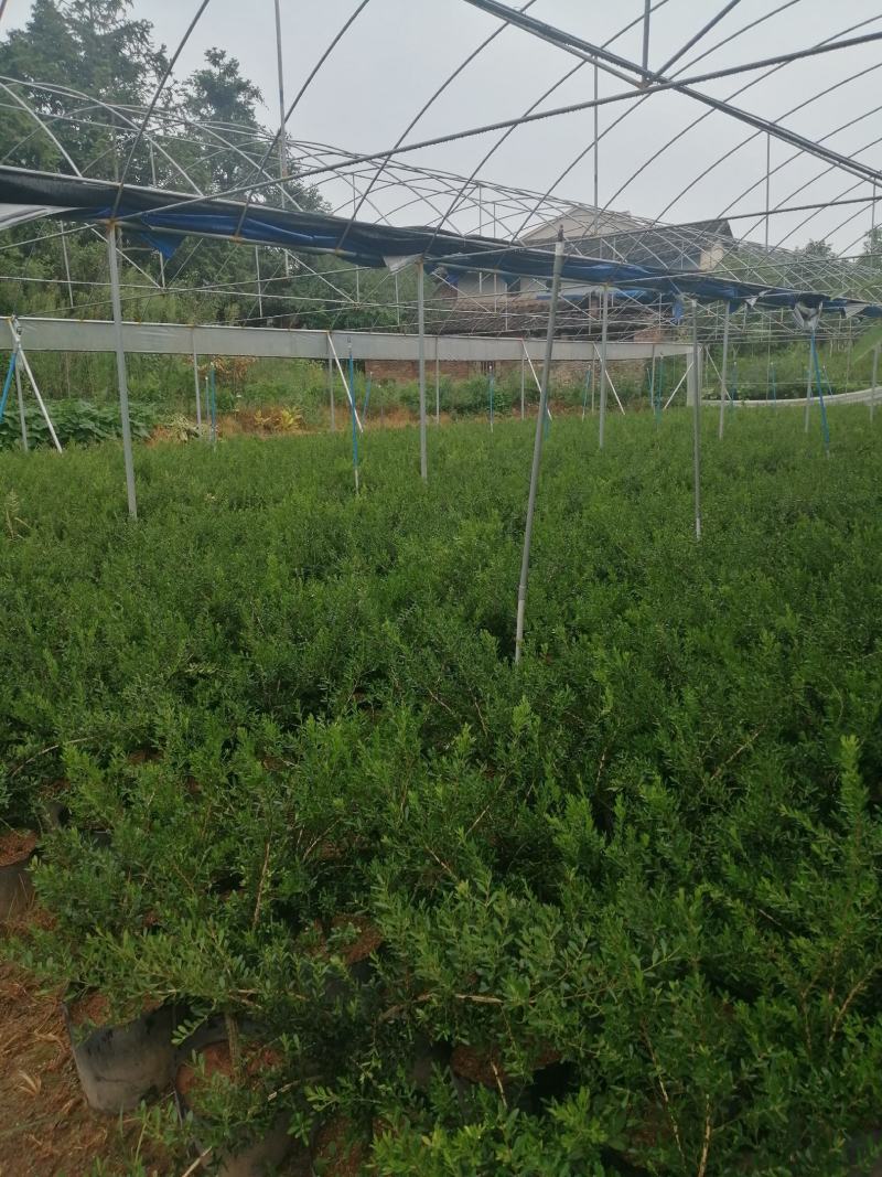 小叶雀舌黄杨造型盆景的好材料