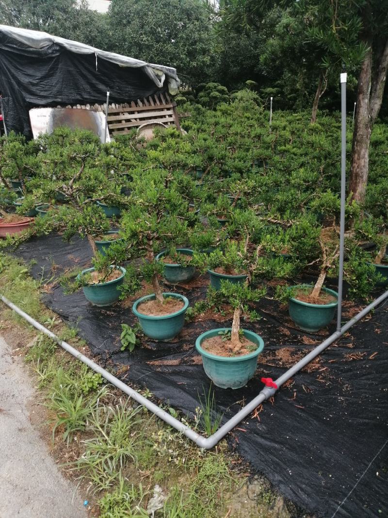 小叶雀舌黄杨造型盆景的好材料