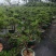 小叶雀舌黄杨造型盆景的好材料