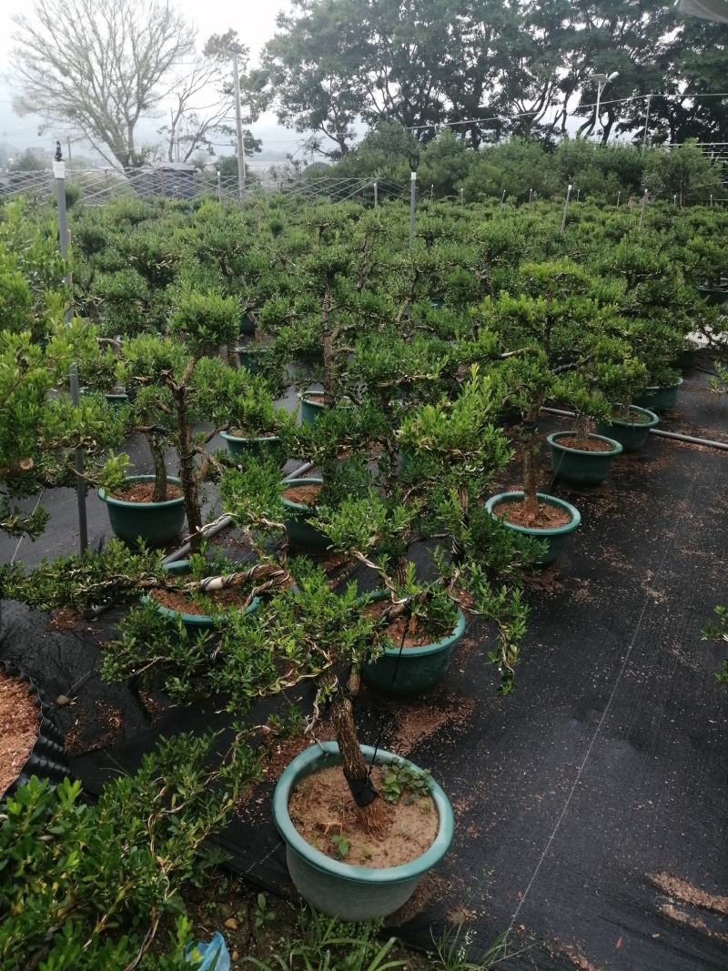 小叶雀舌黄杨造型盆景的好材料
