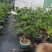 小叶雀舌黄杨造型盆景的好材料