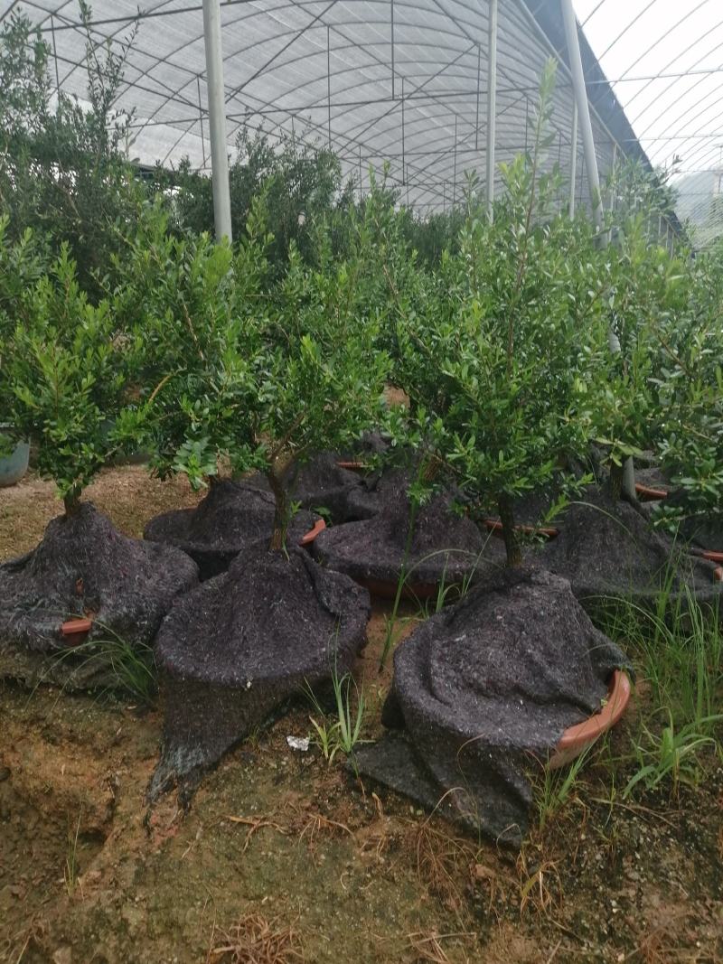 小叶雀舌黄杨造型盆景的好材料