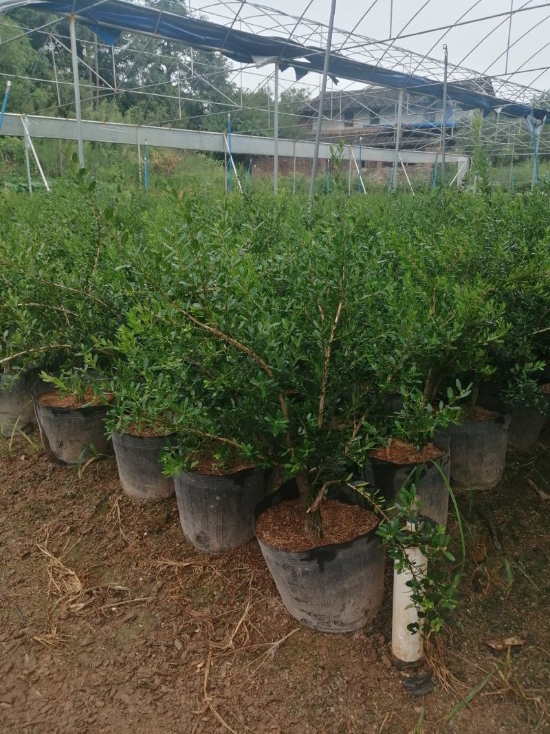 小叶雀舌黄杨造型盆景的好材料
