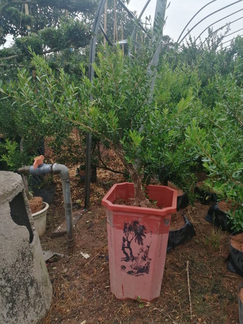 小叶雀舌黄杨造型盆景的好材料
