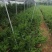 小叶雀舌黄杨造型盆景的好材料
