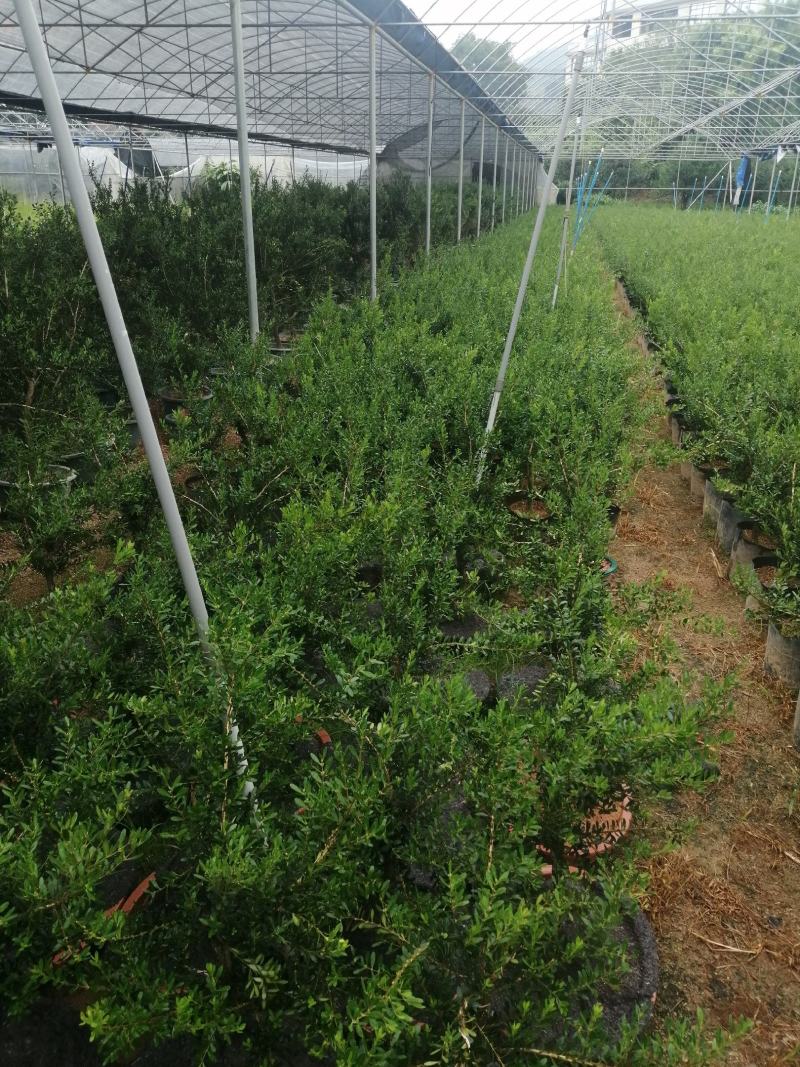 小叶雀舌黄杨造型盆景的好材料