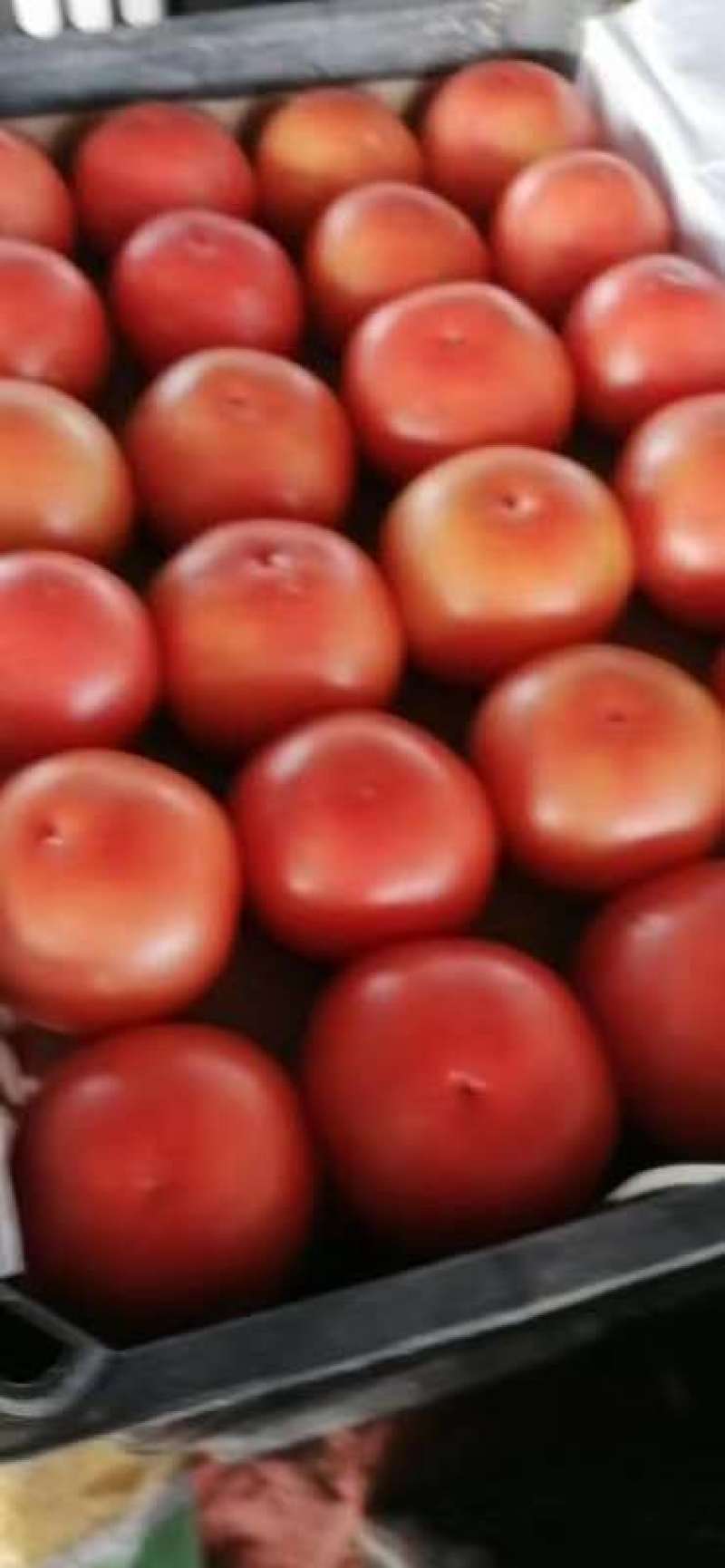 【硬粉西红柿】精品硬粉弧二以上量大优惠