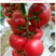 普罗旺斯种籽番茄种子沙瓤口感好普罗旺斯种籽