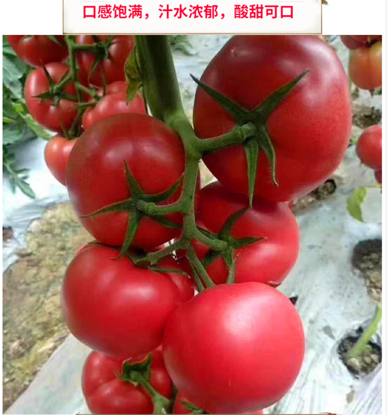 普罗旺斯种籽番茄种子沙瓤口感好普罗旺斯种籽
