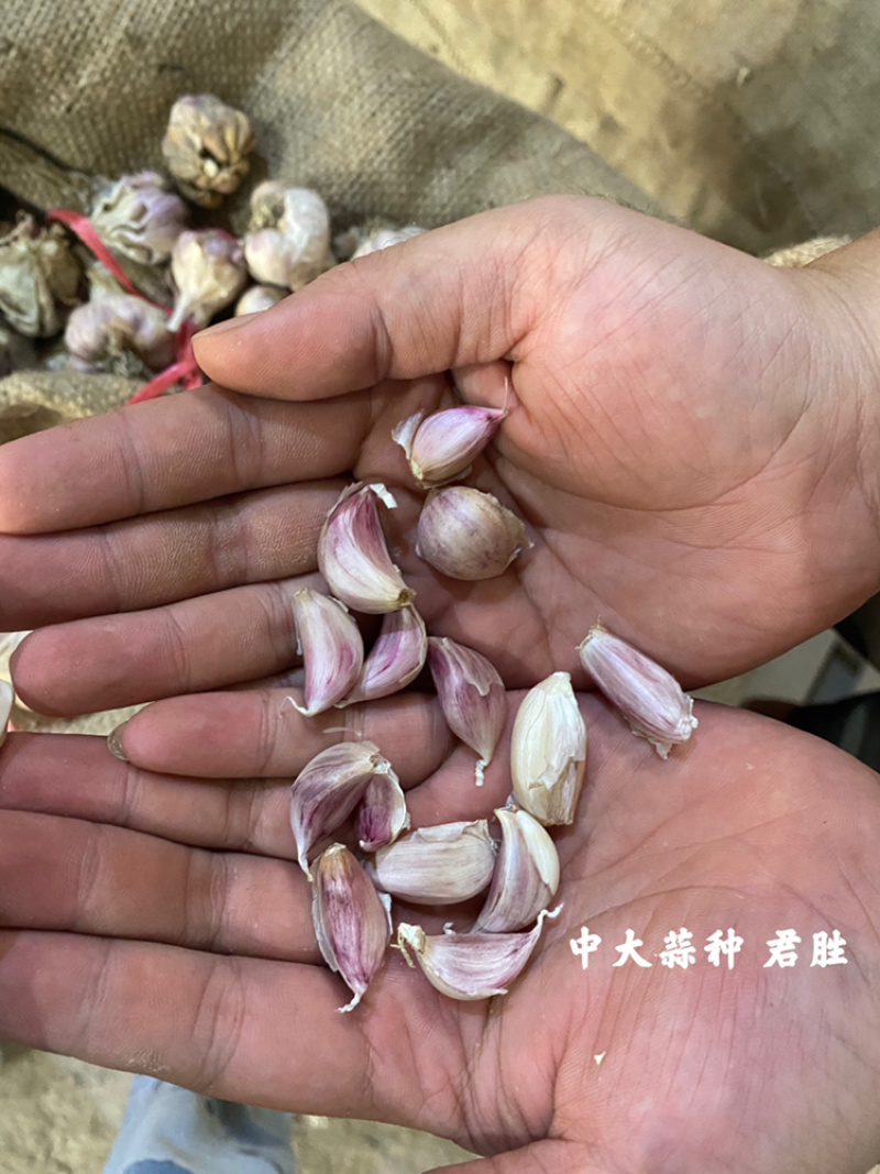 四川新繁蒜种小、中大、特大均有基地直供