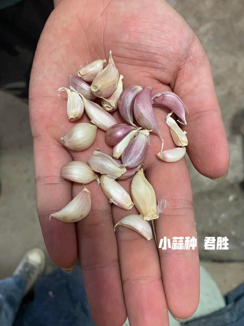 四川新繁蒜种小、中大、特大均有基地直供