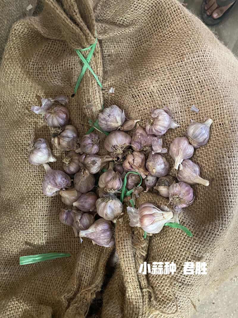 四川新繁蒜种小、中大、特大均有基地直供