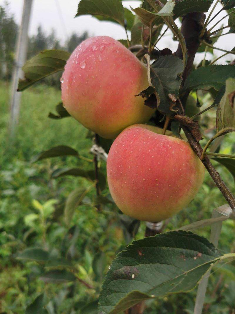 鲁丽苹果苗王林，维纳斯黄金，水蜜桃，蜜入红肉新品种苹果苗