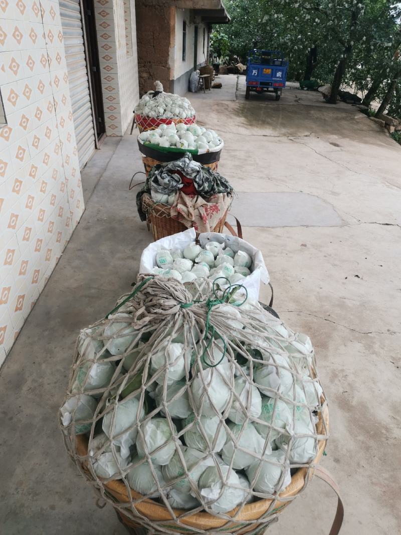 汉源矮桩青苹果，现已翻白，味道酸甜可口。