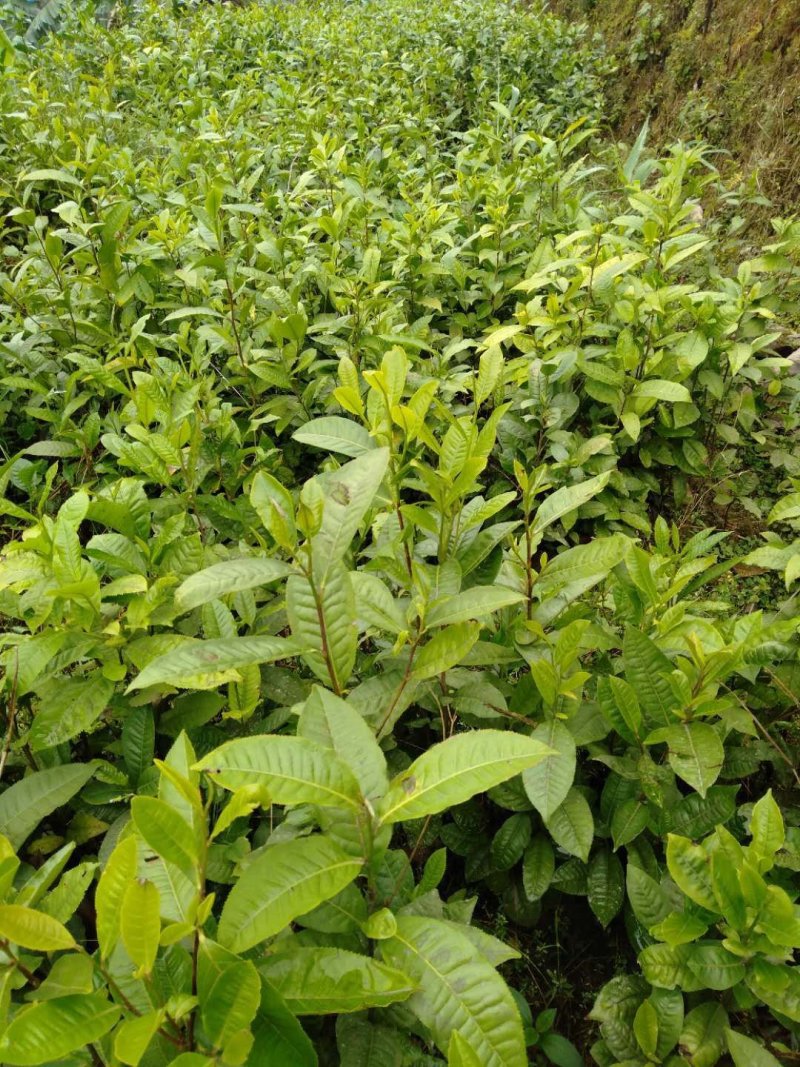云南野生大树茶苗